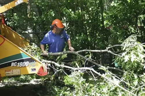 tree services Wilmore